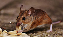 24 Hour & Emergency Exterminators in Gorham, ME